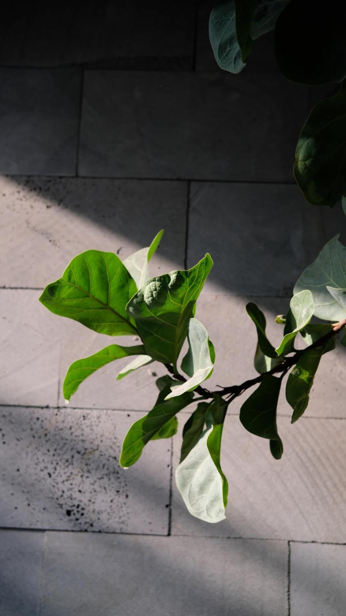 Marilyn Boutique Hotel Nha Trang Eksteriør billede